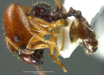 Media type: image;   Entomology 34395 Aspect: habitus lateral view